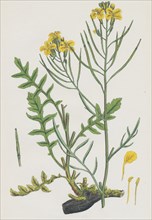 Brassica Cheiranthus; Tall wallflower-cabbage