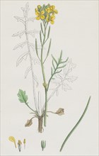 Brassica eu-monensis; Dwarf wallflower-cabbage