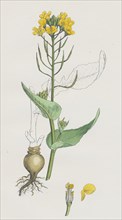 Brassica rapa; Common Turnip