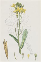 Brassica oleracea; Sea Cabbage