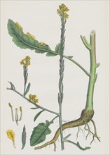 Brassica adpressa; Hoary Mustard