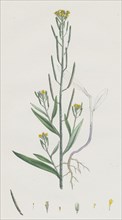 Erysimum Cheiranthoides; Treacle hedge-mustard
