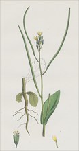 Erysimum orientale; Hare's-ear Cabbage
