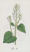 Sisymbrium Alliaria; Garlic hedge-mustard