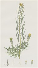 Sisymbrium Sophia; Flix-weed