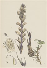 Orobanche Hederae; Ivy Broom-rape