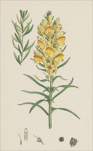 Linaria vulgaris, var. genuina; Yellow Toadflax, var. a.