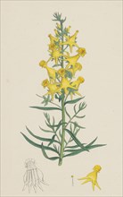 Linaria vulgaris, Peloria; Yellow Toadflax, monstrous state
