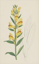 Linaria vulgaris, var. latifolia; Yellow Toadflax, var. B.