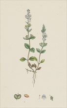 Veronica eu-serpyllifolia; Perennial Smooth Speedwell