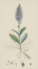 Veronica spicata, var. hybrida; Spiked Speedwell, var. B.
