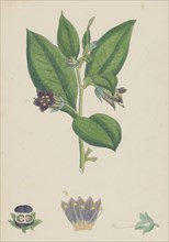 Atropa Belladonna; Deadly Nightshade