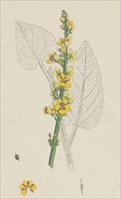 Verbascum nigrum; Dark Mullein