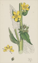 Verbascum virgatum; Large-flowered Mullein