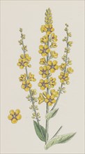 Verbascum nigro-Lychnitis; Hybrid between Dark and White Mulleins