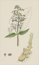 Scrophularia nodosa; Knotty-rooted Figwort