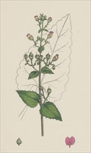 Scrophularia Scorodonia; Balm-leaved Figwort