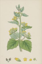 Scrophularia vernalis; Yellow Figwort