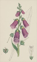 Digitalis purpurea; Purple Foxglove