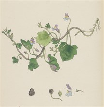Linaria Cymbalaria; Ivy-leaved Toadflax