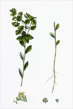 Euphorbia platyphylla; Broad-leaved Warted Spurge