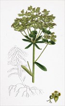 Euphorbia Esula; Leafy-branched Spurge