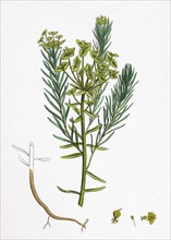 Euphorbia Cyparissias; Cyprus Spurge