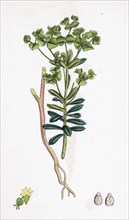 Euphorbia Portlandica; Portland Spurge