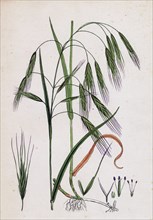 Bromus sterilis; Barren Brome-grass