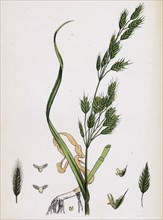 Bromus secalinus, var. genuinus; Rye Brome-grass, var. a.
