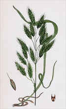 Bromus secalinus, var. velutinus; Rye Brome-grass, var. B.