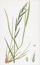 Brachypodium sylvaticum; Wood False-Brome-grass