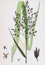 Festuca sylvatica, var. genuina; Wood Fescue-grass, var. a.