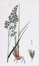 Festuca sylvatica, var. decidua; Wood Fescue-grass, var. B.