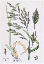 Festuca elatior var. genuina; Tall Fescue-grass, var. a.