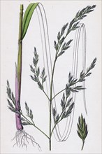 Festuca elatior, var. arundinacea; Tall Fescue-grass, var. B.