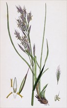 Bromus erectus; Upright perennial Brome-grass