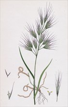 Bromus Madritensis; Upright annual Brome-grass