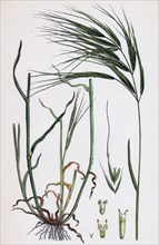 Bromus maximus; Great Brome-grass