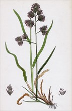 Dactylis glomerata; Rough Cock's-foot-grass