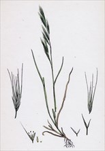 Festuca sciuroides; Barren Fescue-grass