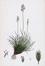 Festuca ovina, var. genuina; Sheep's Fescue-grass, var. a.