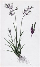 Poa stricta; Straight-stemmed Meadow-grass