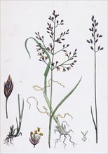 Poa dissitiflora; Glaucous Meadow-grass