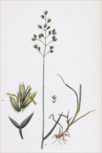 Poa Balfourii; Balfour's Meadow-grass