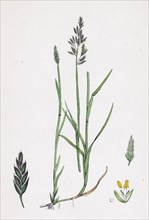 Poa compressa; Flat-stemmed Meadow-grass