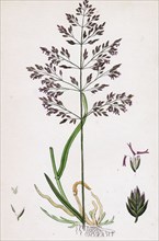 Poa pratensis, var. genuina; Smooth Meadow-grass, var. a.