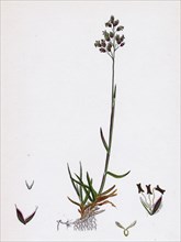 Poa pratensis, var. subcaerulea; Smooth Meadow-grass, var. y.