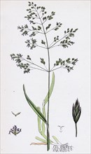 Poa trivialis; Rough Meadow-grass