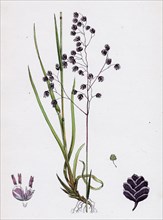 Briza media; Common Quaking-grass
